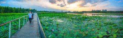 哈尔滨大剧院湿地的夏日风景