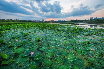 哈尔滨大剧院湿地的夏日风景