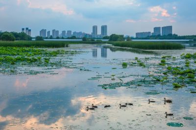 哈尔滨大剧院湿地的夏日风景