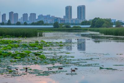 哈尔滨大剧院湿地的夏日风景