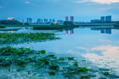 哈尔滨大剧院湿地的夏日风景