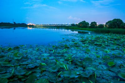 哈尔滨大剧院湿地的夏日风景