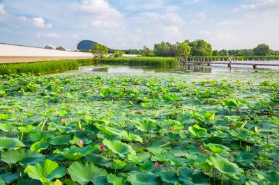 哈尔滨大剧院湿地的夏日风景