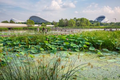 哈尔滨大剧院湿地的夏日风景