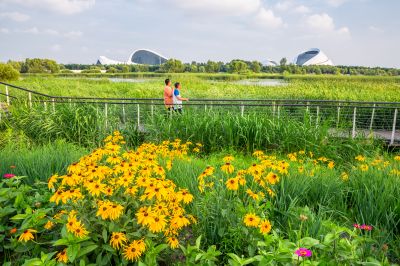 哈尔滨大剧院湿地的夏日风景