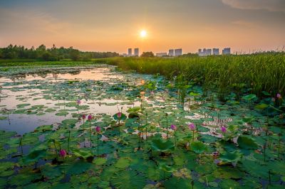 哈尔滨大剧院湿地的夏日风景