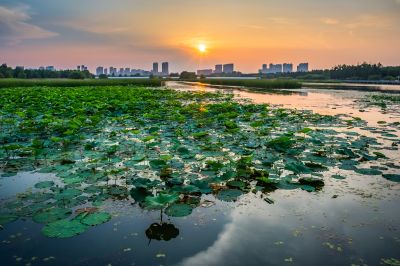 哈尔滨大剧院湿地的夏日风景