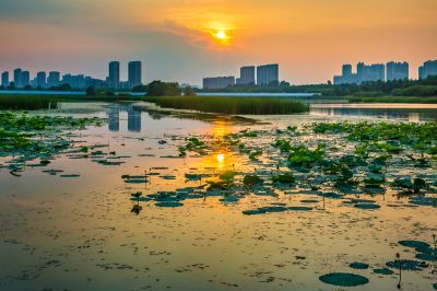 哈尔滨大剧院湿地的夏日风景