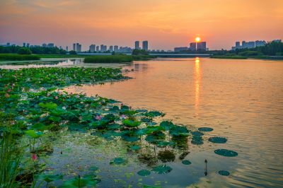 哈尔滨大剧院湿地的夏日风景