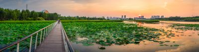 哈尔滨大剧院湿地的夏日风景