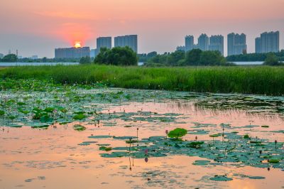 哈尔滨大剧院湿地的夏日风景