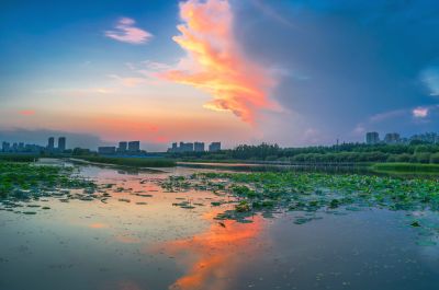 哈尔滨大剧院湿地的夏日风景