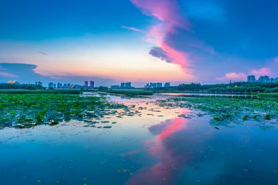 哈尔滨大剧院湿地的夏日风景