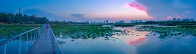 哈尔滨大剧院湿地的夏日风景