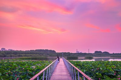 哈尔滨大剧院湿地的夏日风景