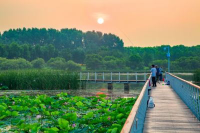 哈尔滨大剧院湿地的夏日风景