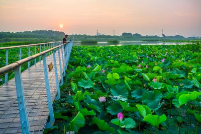 哈尔滨大剧院湿地的夏日风景