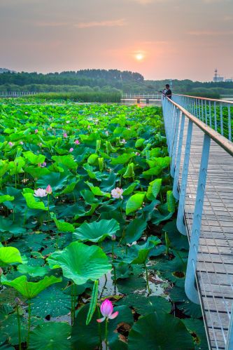 哈尔滨大剧院湿地的夏日风景