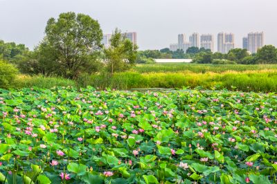 哈尔滨大剧院湿地的夏日风景