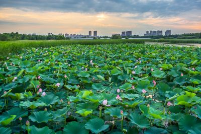 哈尔滨大剧院湿地的夏日风景