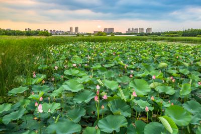 哈尔滨大剧院湿地的夏日风景