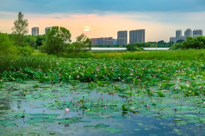 哈尔滨大剧院湿地的夏日风景