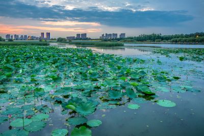 哈尔滨大剧院湿地的夏日风景