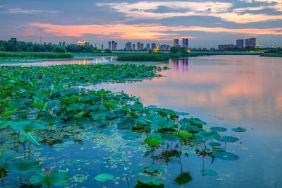 哈尔滨大剧院湿地的夏日风景