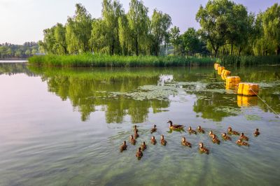 太阳岛风景画