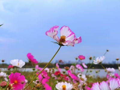 大剧院  格桑花