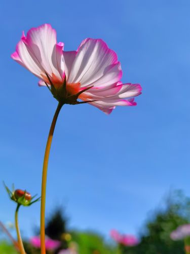 大剧院  格桑花