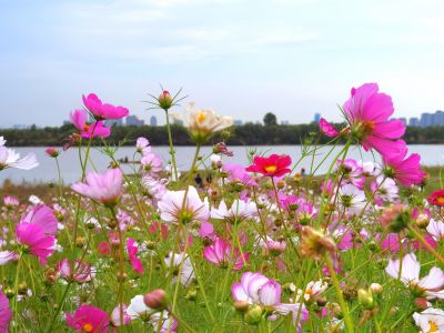 大剧院  格桑花