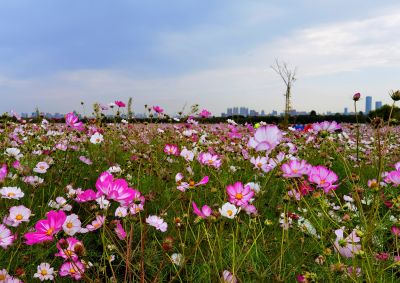 大剧院  格桑花