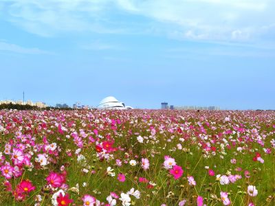 大剧院  格桑花