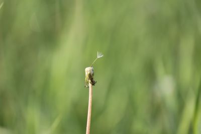 蒲公英的种子