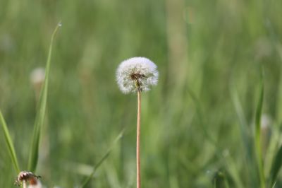 蒲公英的种子