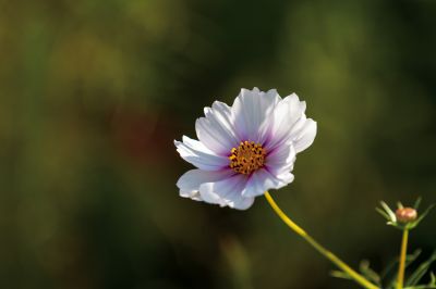 花开四季美冰城