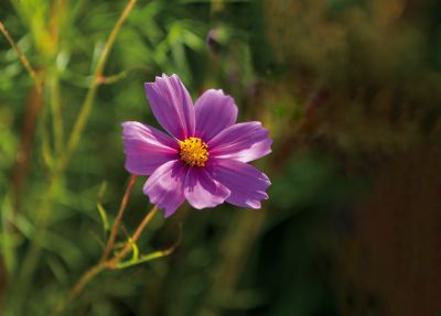 花开四季美冰城