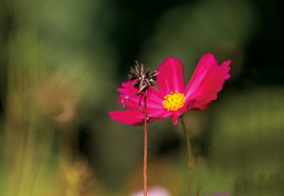 花开四季美冰城