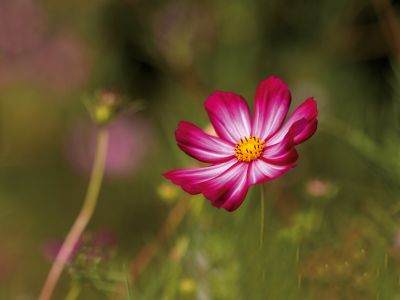 花开四季美冰城