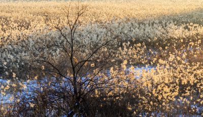 群力国家湿地公园冬景