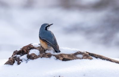 冬日里的小鸟