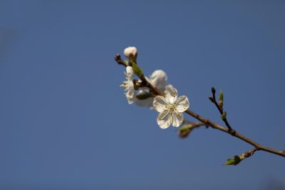 哈尔滨四月盛开的杏花