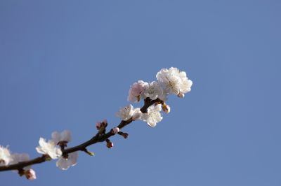哈尔滨四月盛开的杏花