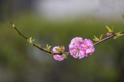 丁香公园拍花