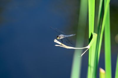 蜻蜓（1）