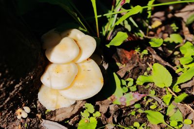 秋天的小白蘑菇