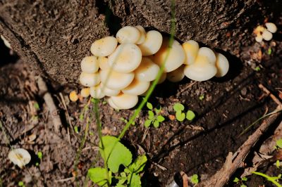 秋天的小白蘑菇