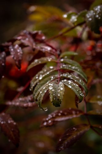 小雨过后叶子上的水珠