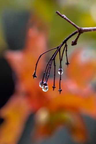 小雨过后叶子上的水珠
